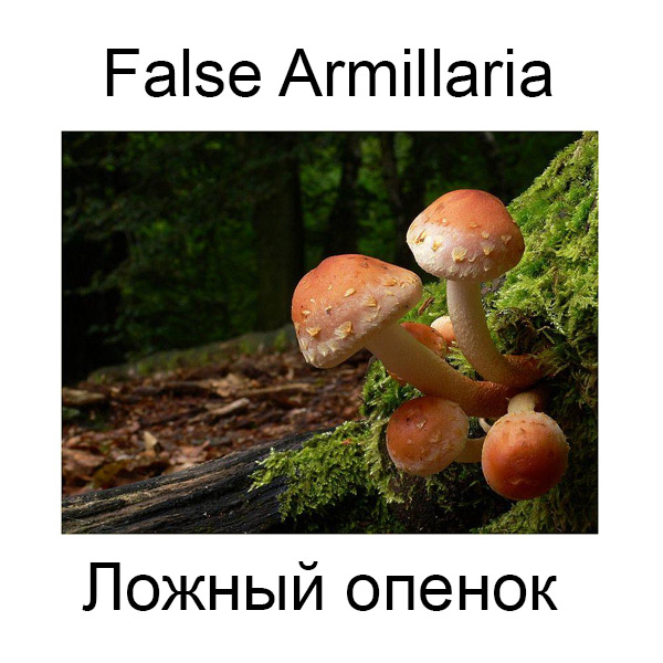 Виды грибов на английсуом